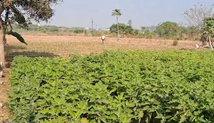 Outright 3 Acres 37 Guntas - Tellapur (Og)