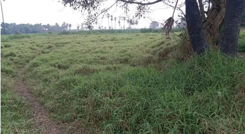 Outright 3 Acres 34 Guntas - Korremul