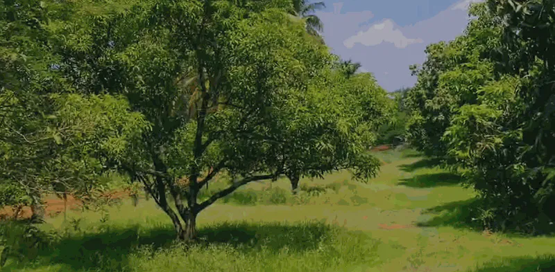 Outright 68 Acres 16 Guntas - Pamulaparthi photo 3